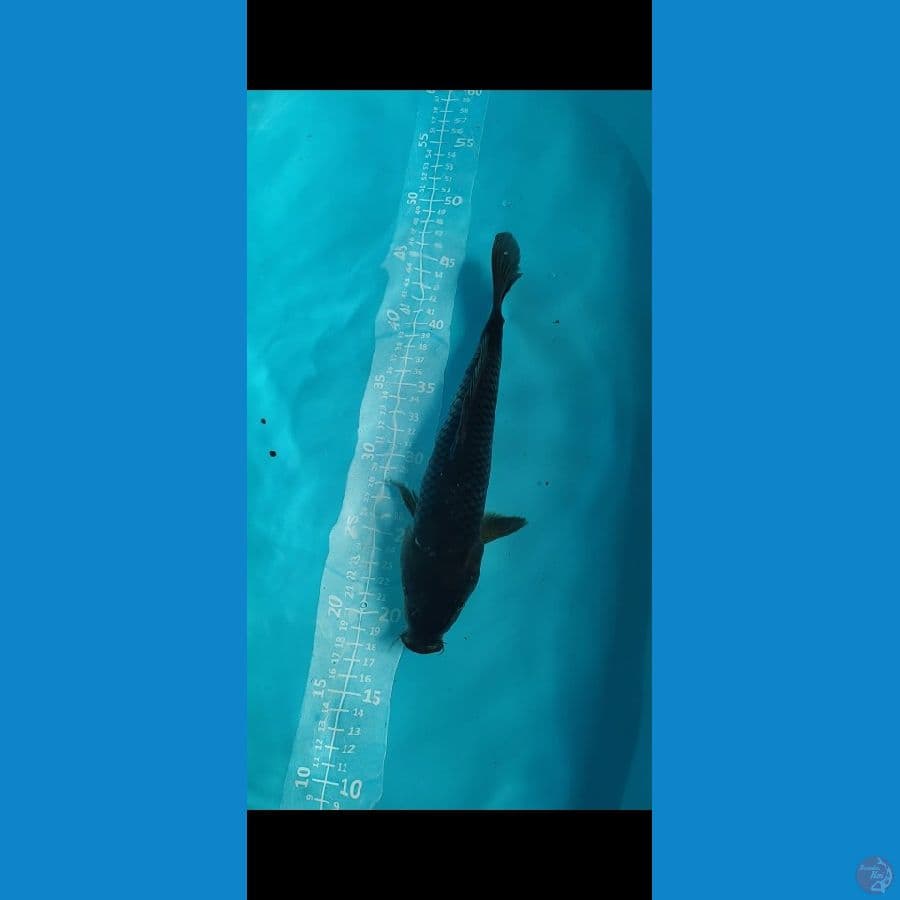 Karasu 27cm