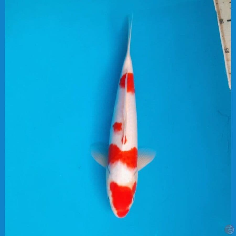 kohaku 30cm male
