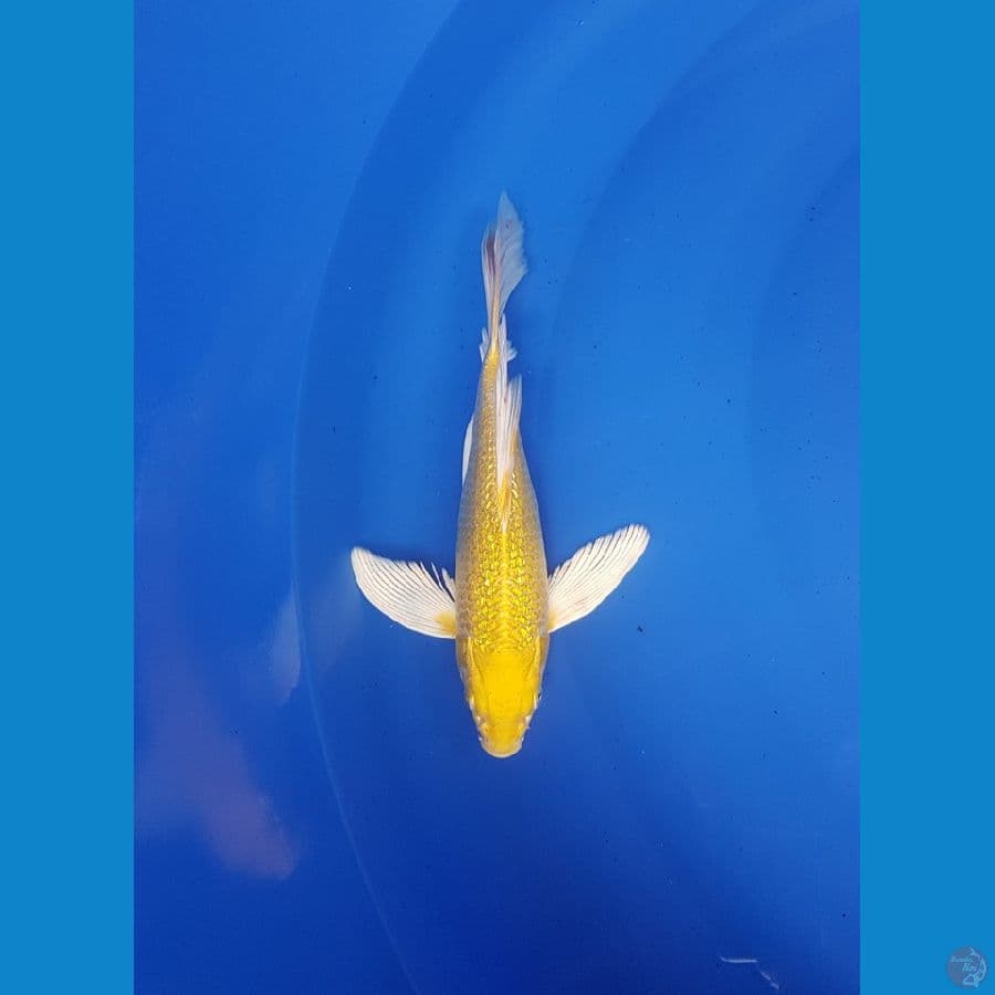 kumpay yamabuki ginrin