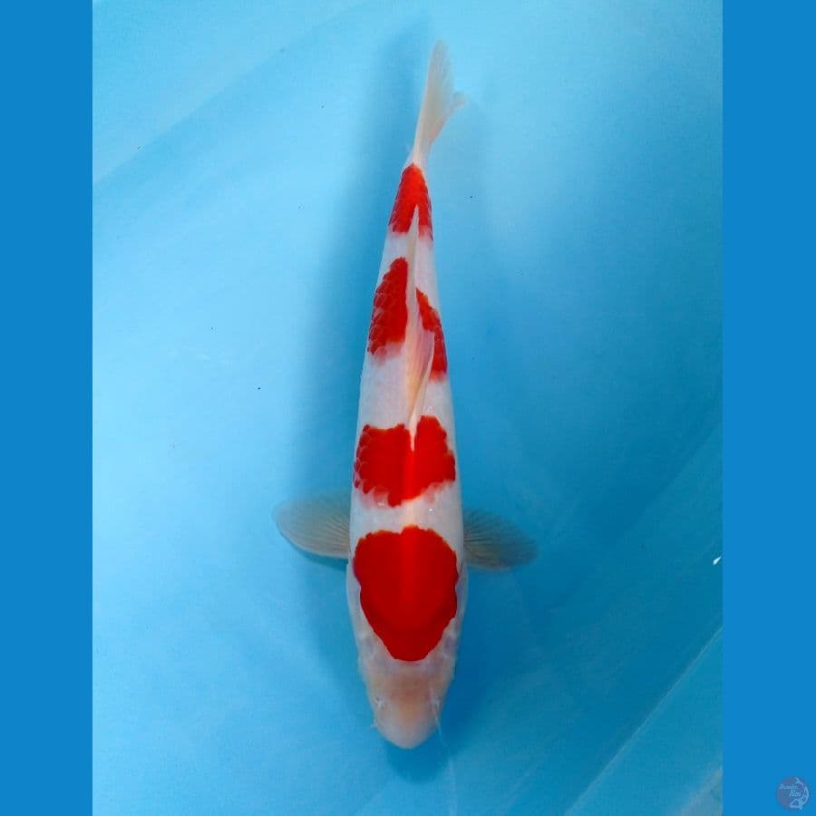 kohaku 36 cm