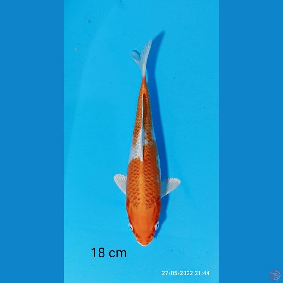 KUJAKU 18 CM