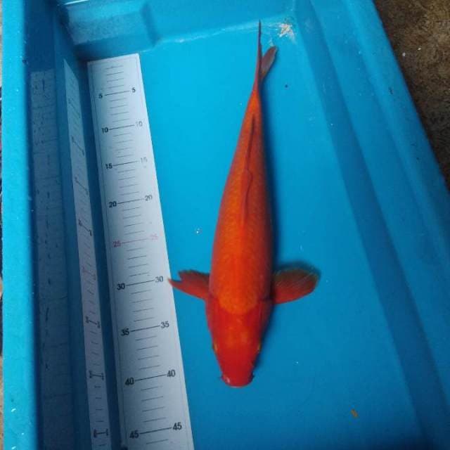 Benigoi female pool merah