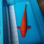 Benigoi  female pool merah 