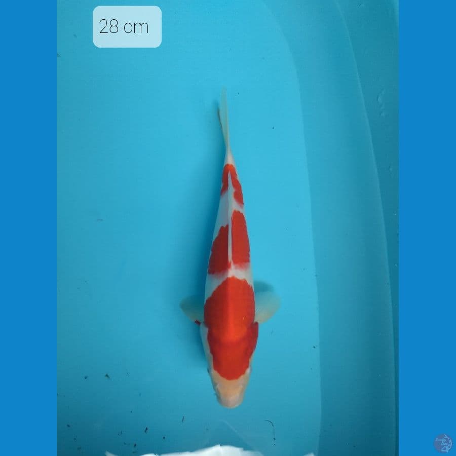 kohaku 28 cm
