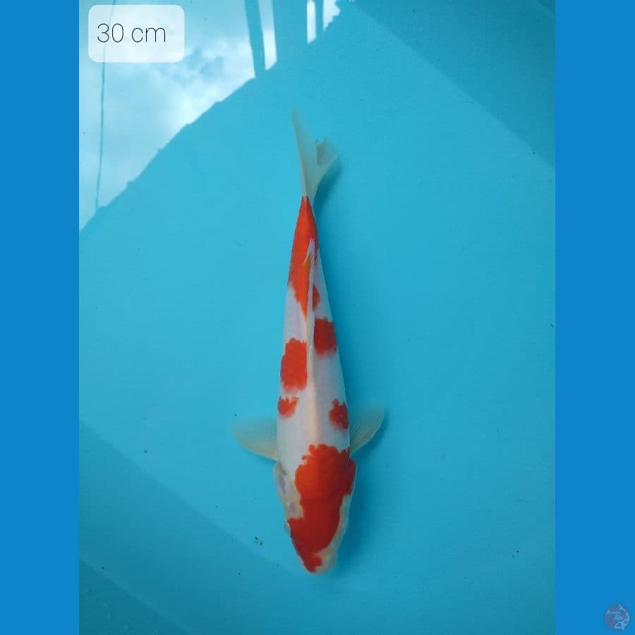 kohaku sakura 30 cm