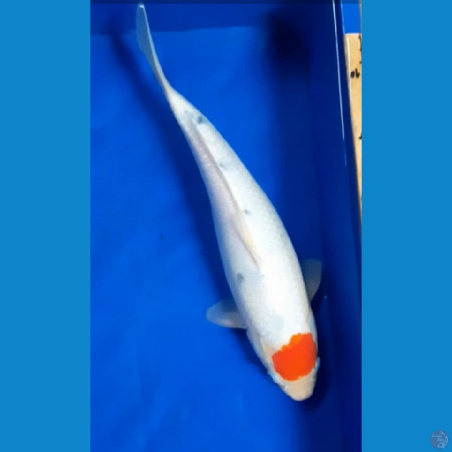 Tc Sanke jossss 36cm