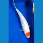 Tc Sanke jossss 36cm