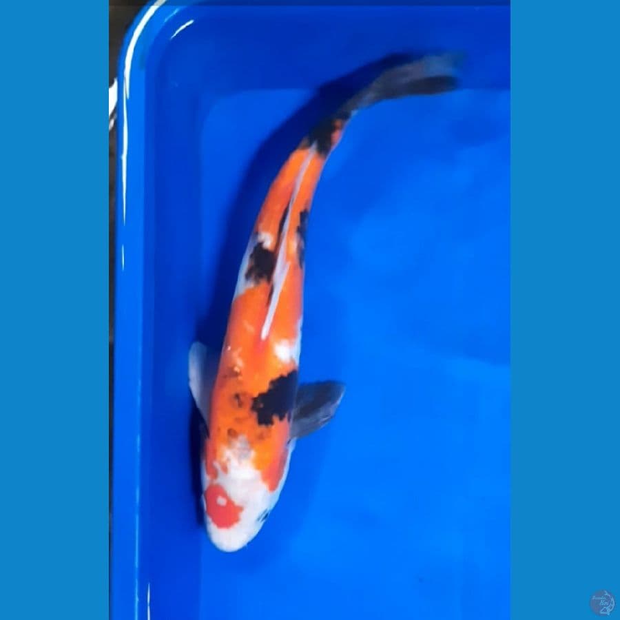 Showa3 37cm