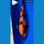 Hi utsuri 39cm