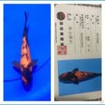 Hi Utsuri Shinoda Farm 21cm
