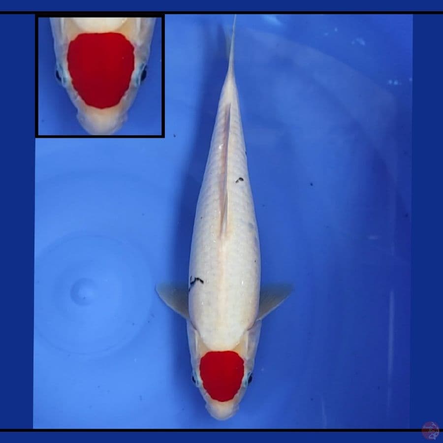 Gerdoen F35cm