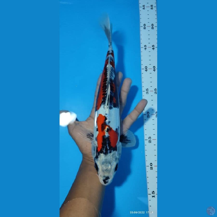kujaku doit ~ 32 cm