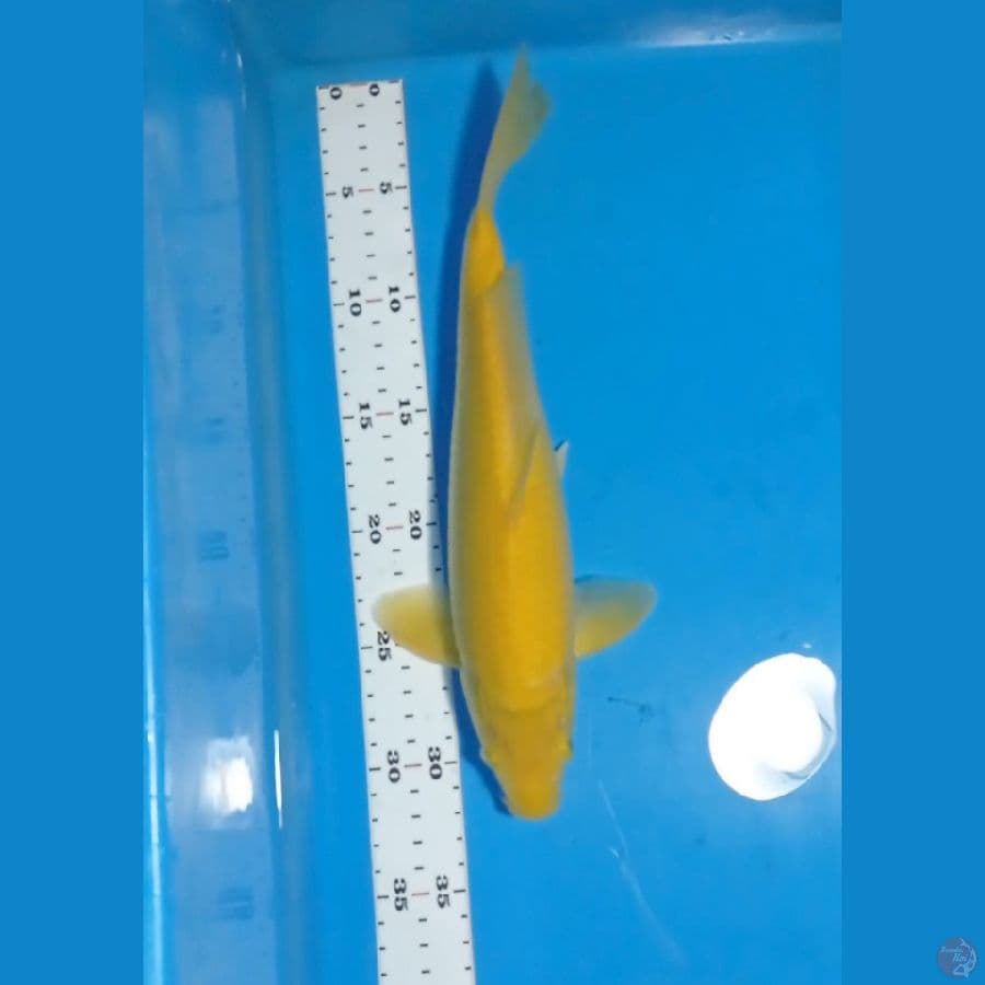 Karasi ~ 32 cm 