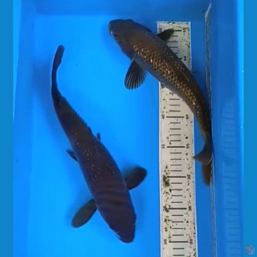 33-34cm tembaga ginrin