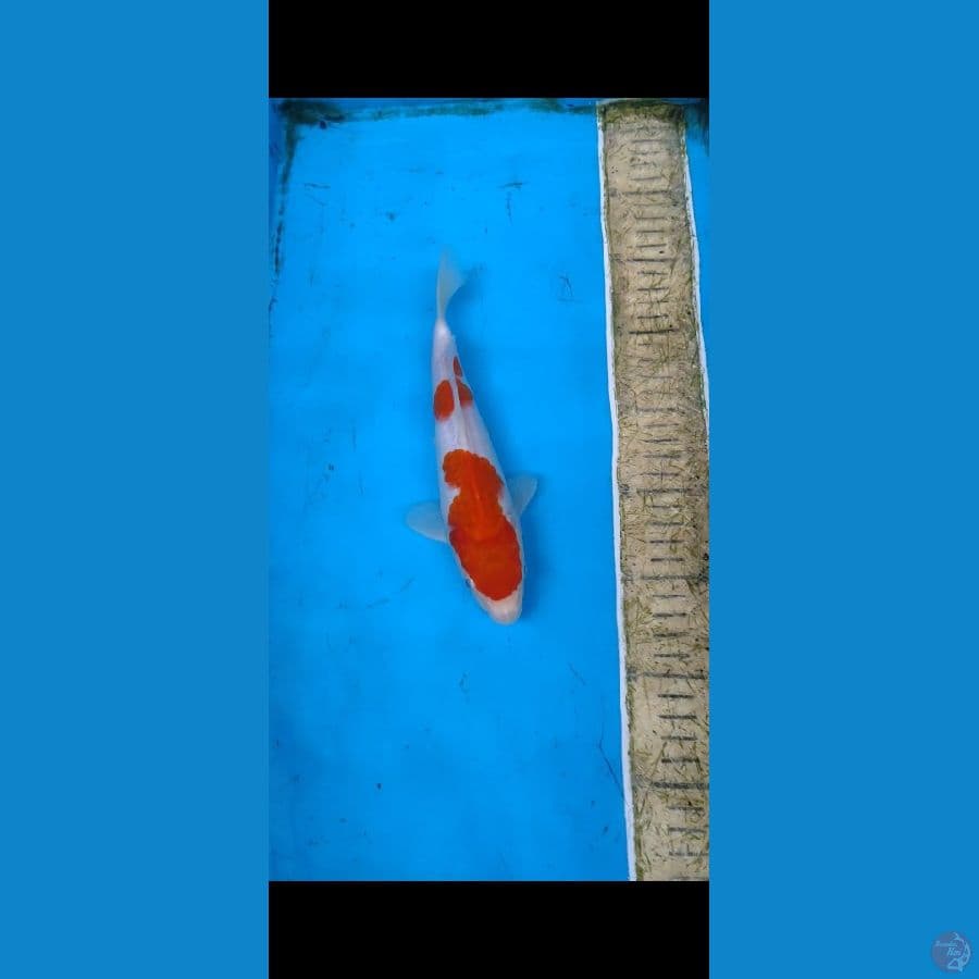 Nidan Kohaku