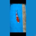 Nidan Kohaku