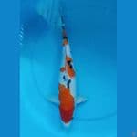 Sanke 34cm