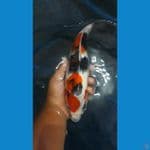 Showa Bersih 32 cm