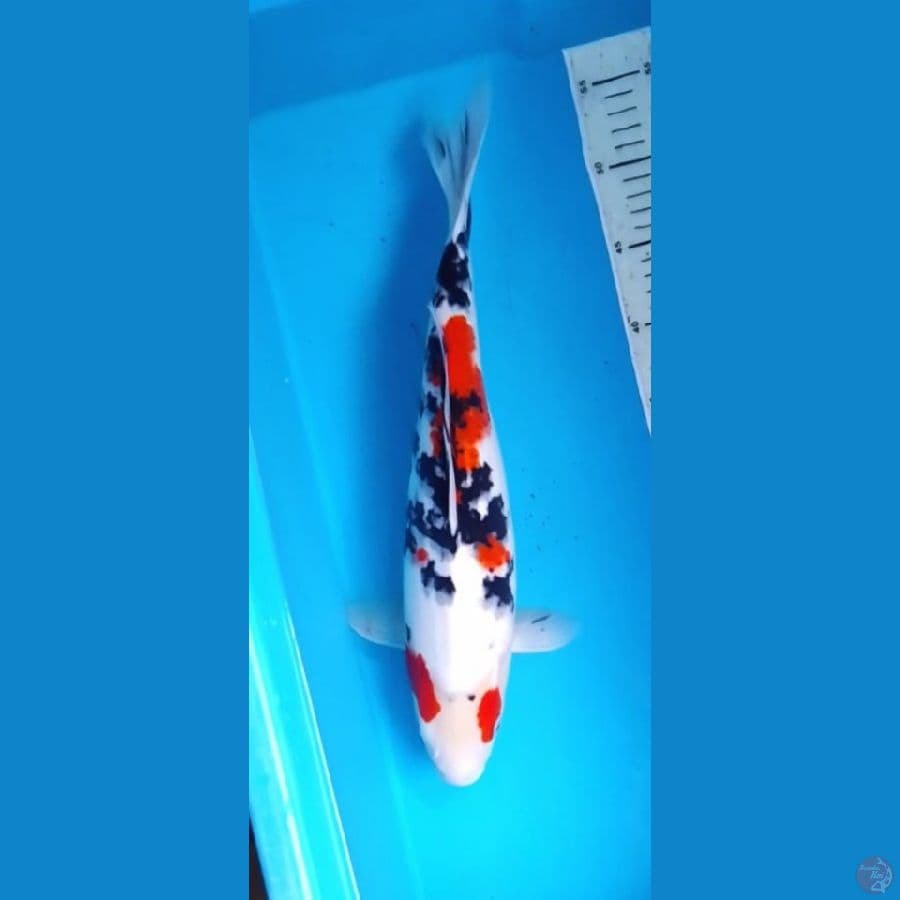 Sanke 41cm (F)