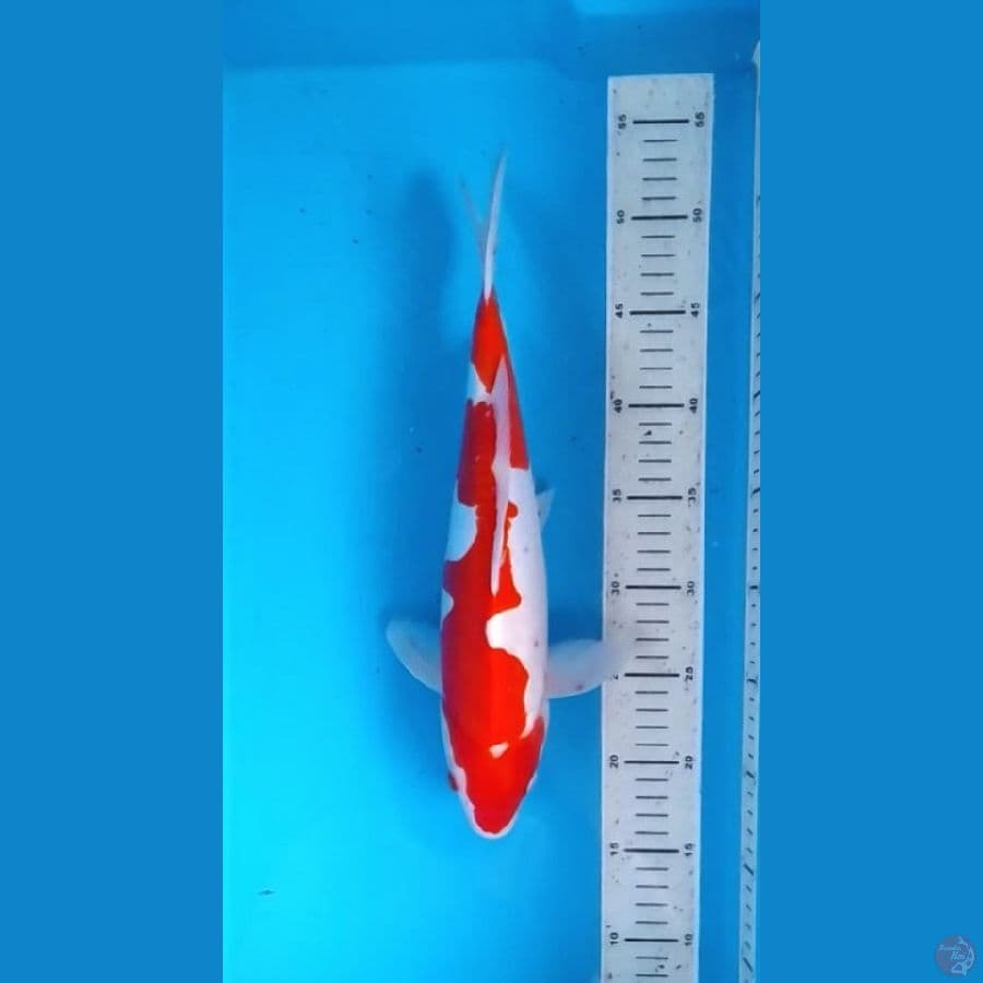 Doitsu Kohaku Inazuma 35cm (F)