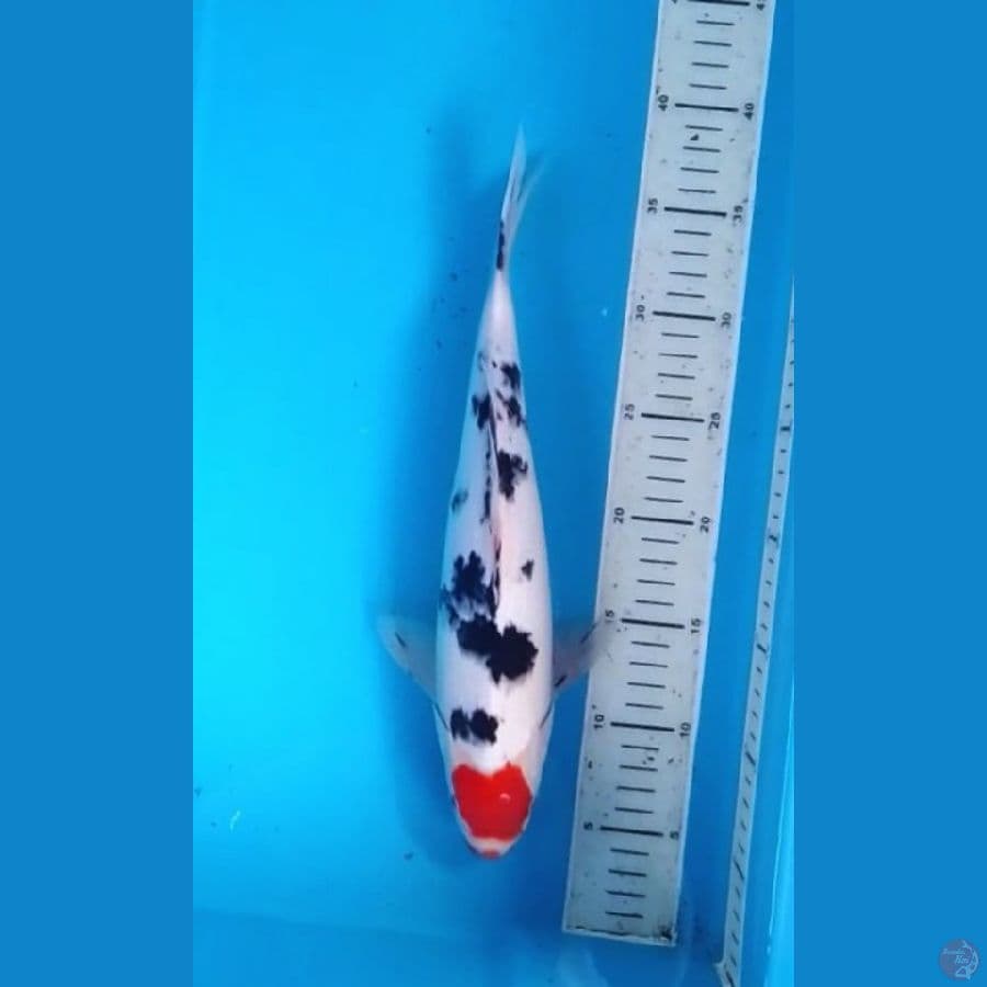 Tancho Sanke Original 33cm (F)