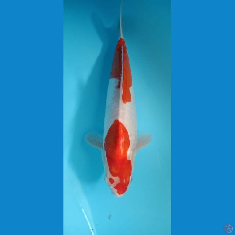 kohaku doitsu