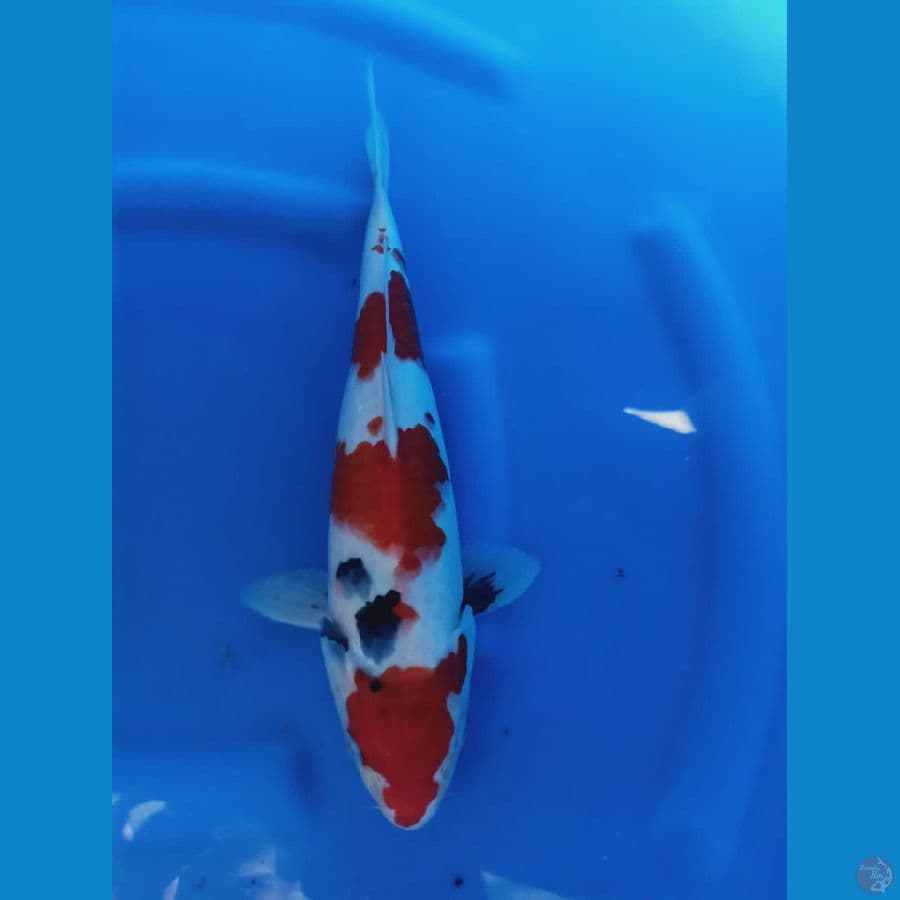 showa shansoku
