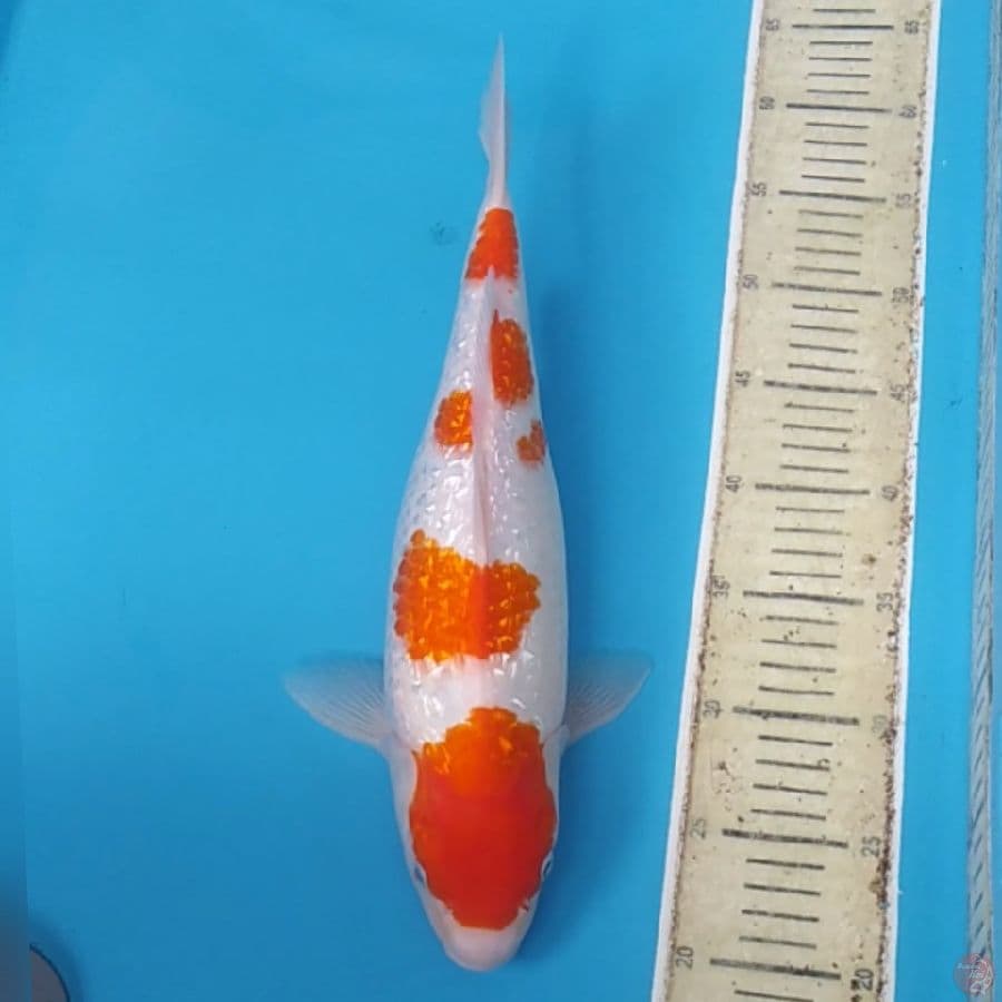 Kohaku Ginrin ~39