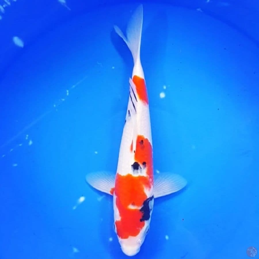 Tategoi Showa 