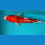 Sanke Import 31cm