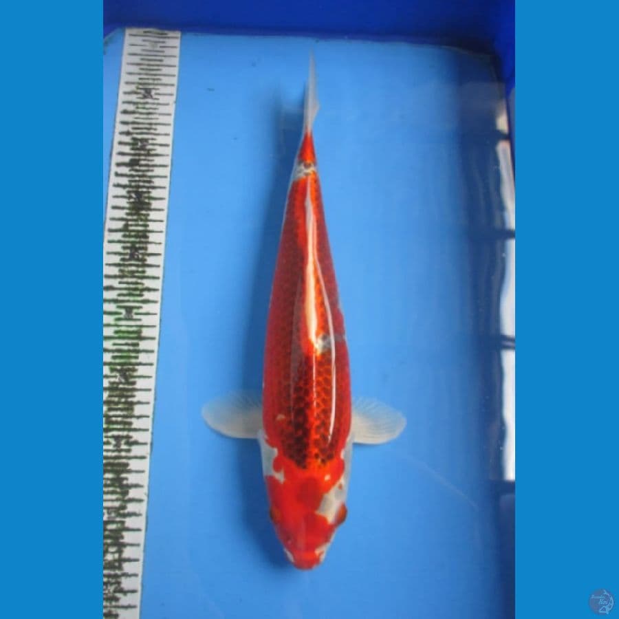Red Kujaku 40 Cm