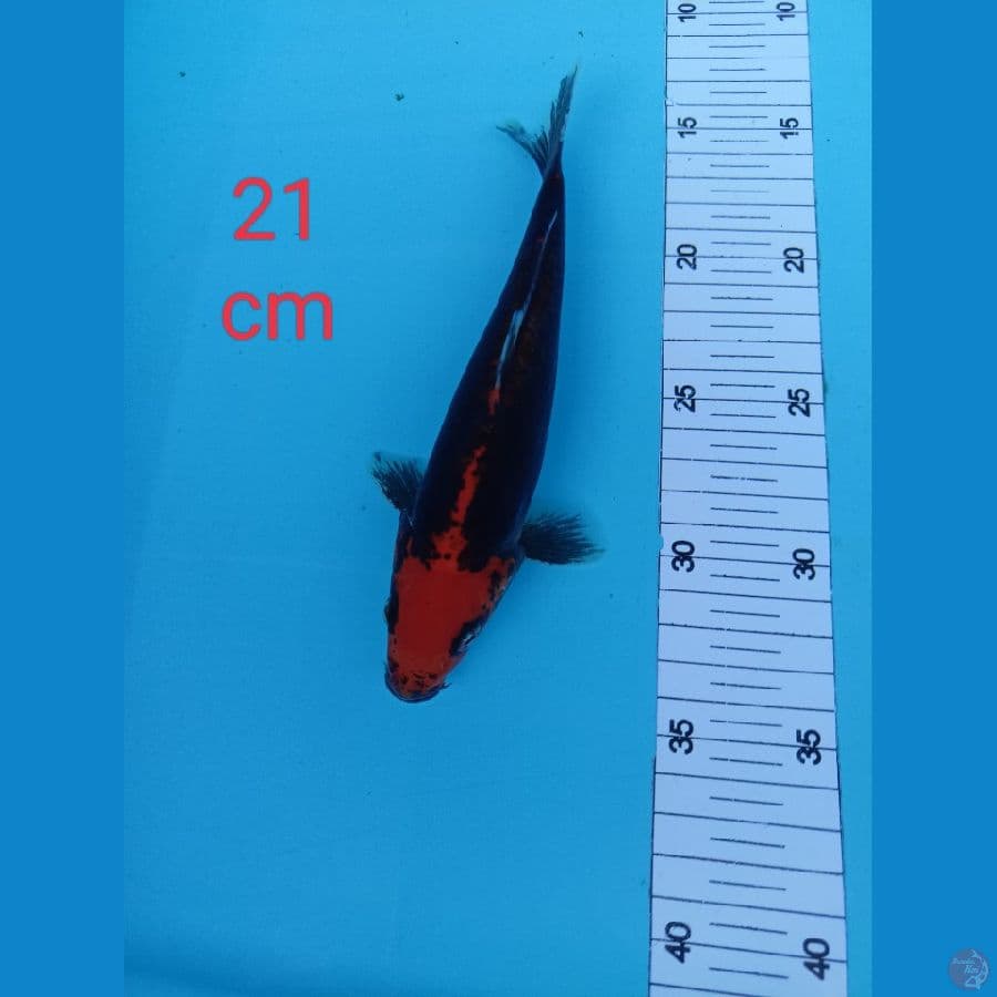 Benykumon 21 cm