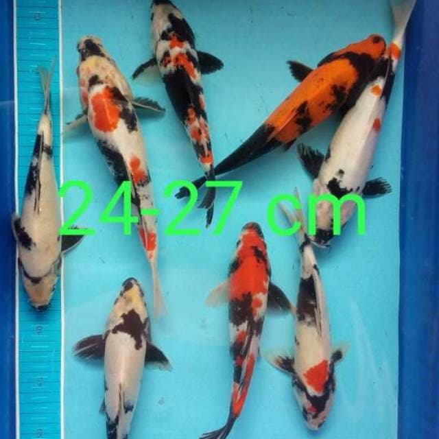 Mix 24-27