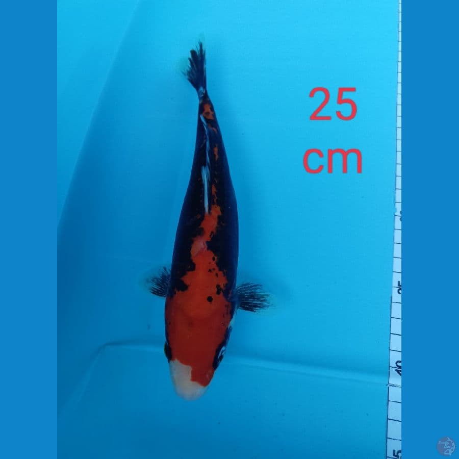 Benykumon 25 cm putih