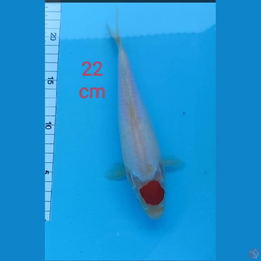 tanco strong 22 cm