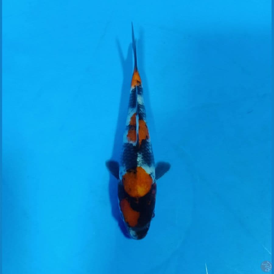 Tategoi Showa 15 CM