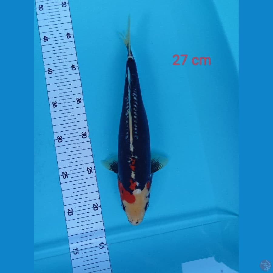 Beni kumonryu yahu 27 cm