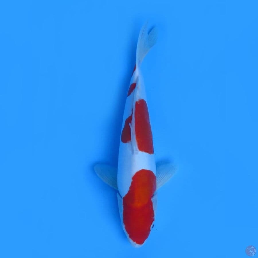 40cm - Kohaku Doitsu Murni