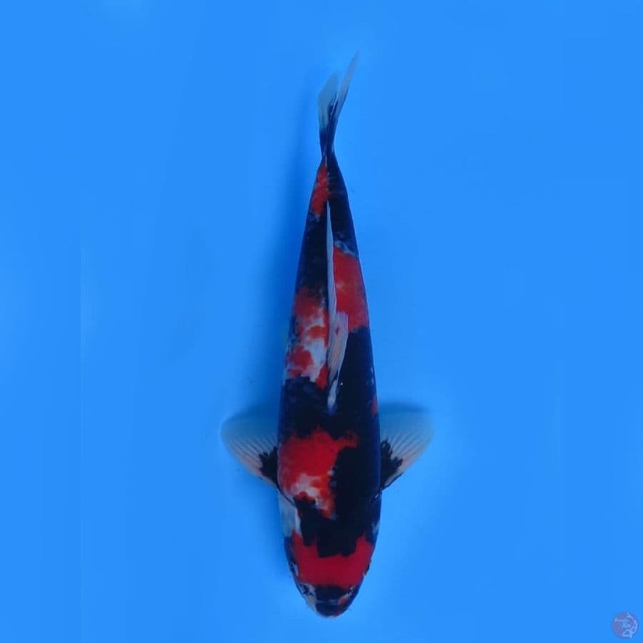 36cm -  Male Red Showa 