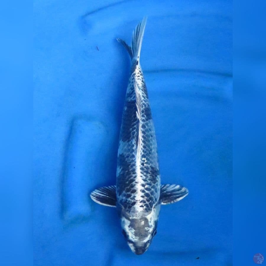 38cm , Gin kage  Shiro Male 