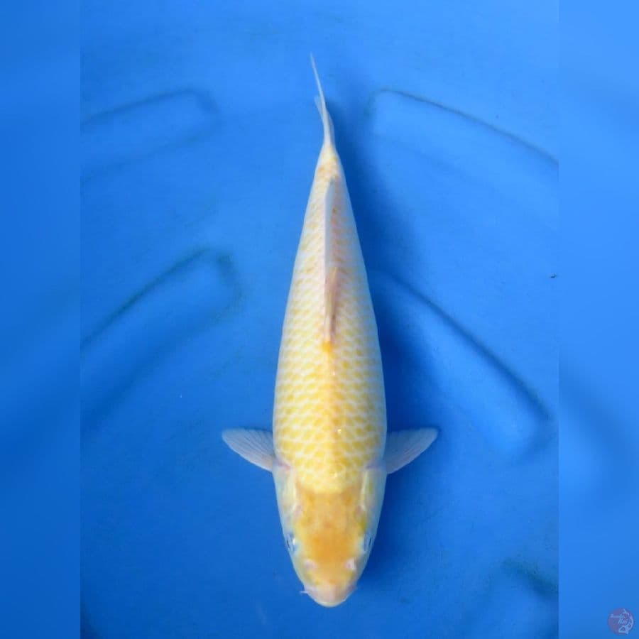 34cm - Karashi Tategoi
