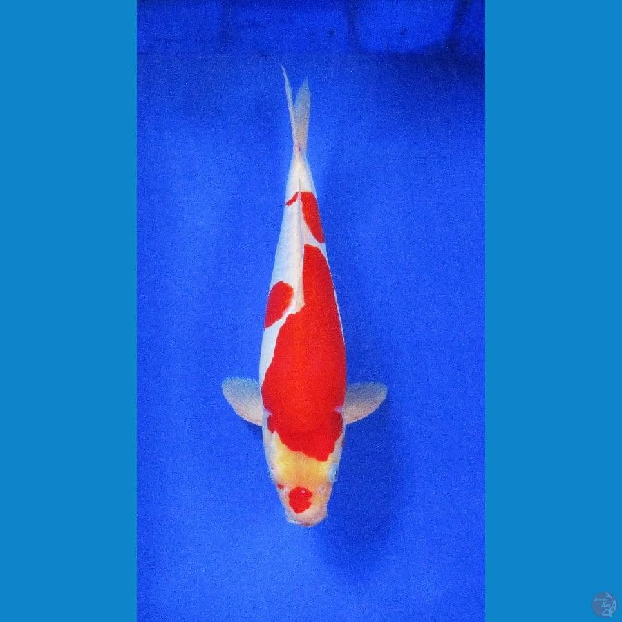 doitsu kohaku 40bu jantan