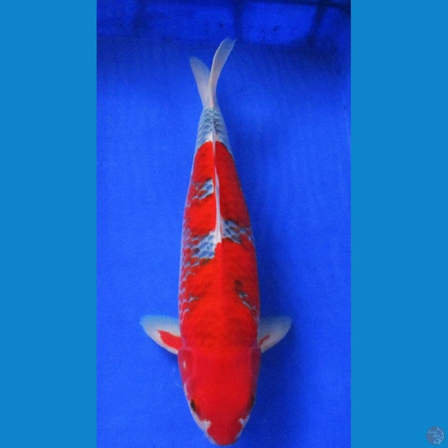 red goshiki kanoko 45bu jantan