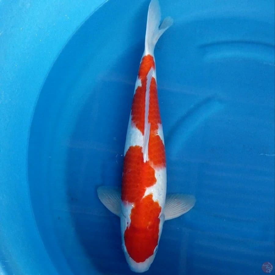 INAZUMA KOHAKU 50 CM MALE