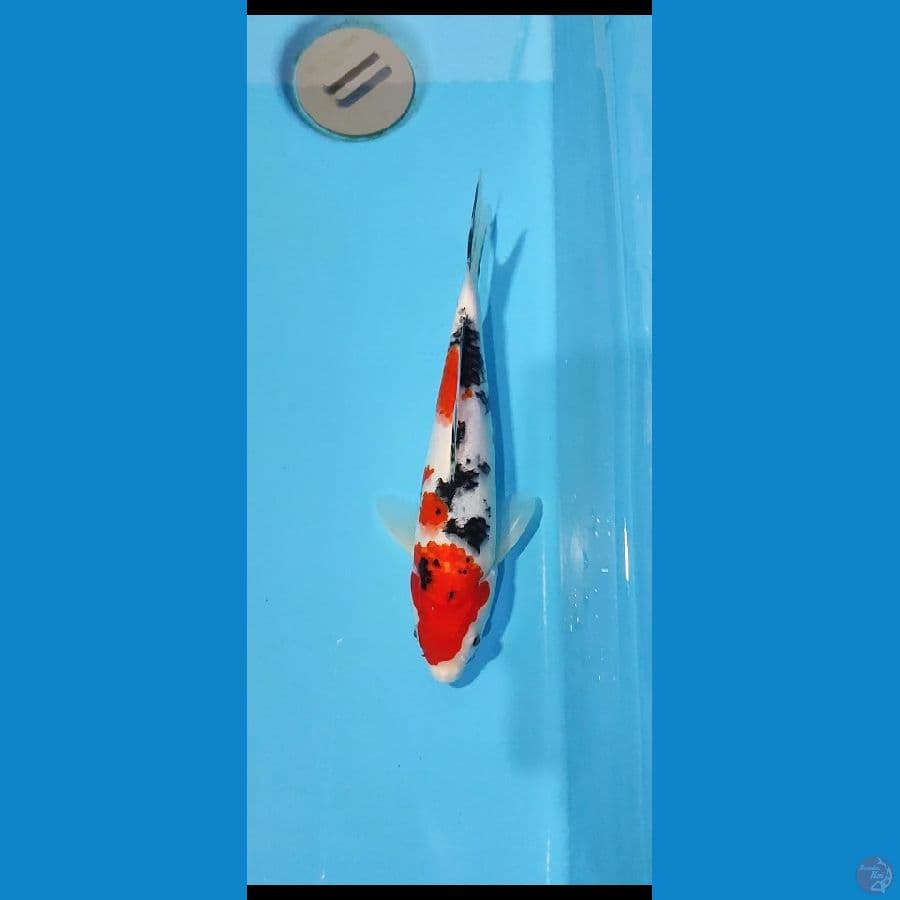 taiso sanke 25 cm