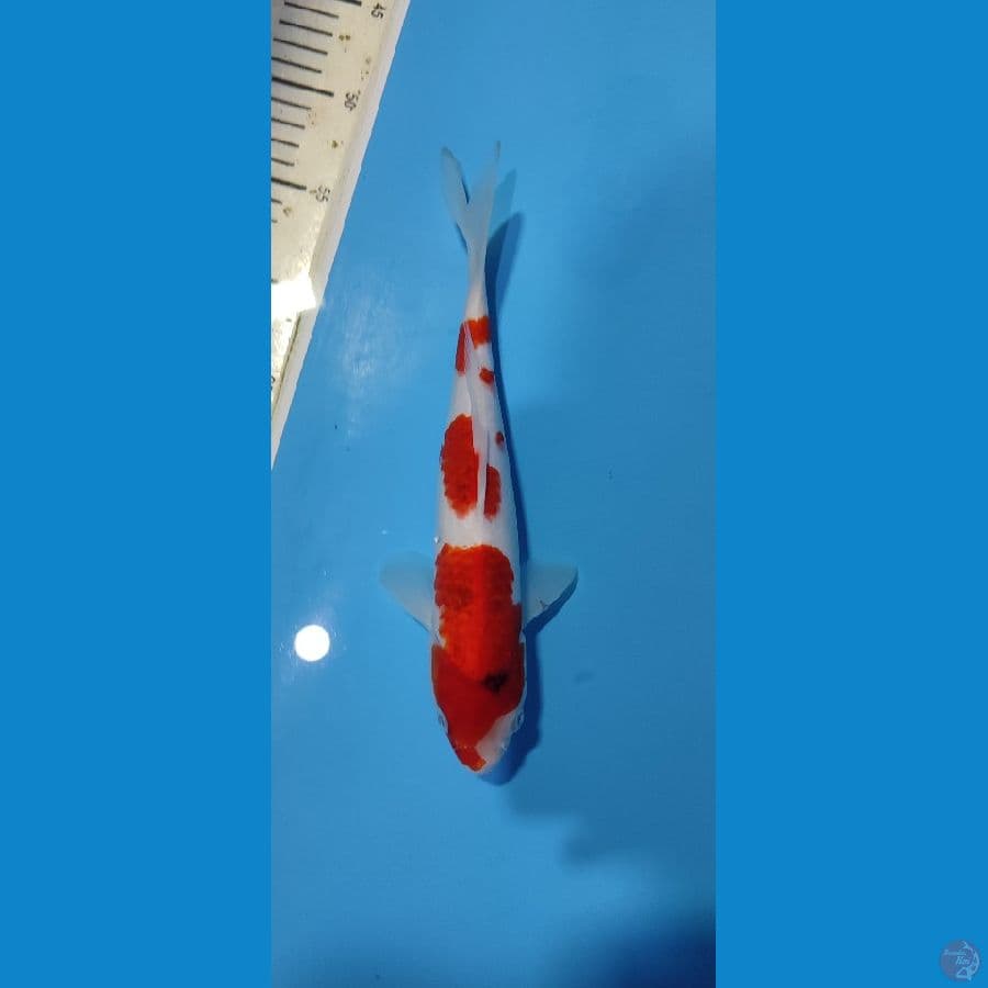 ai goromo 28 cm
