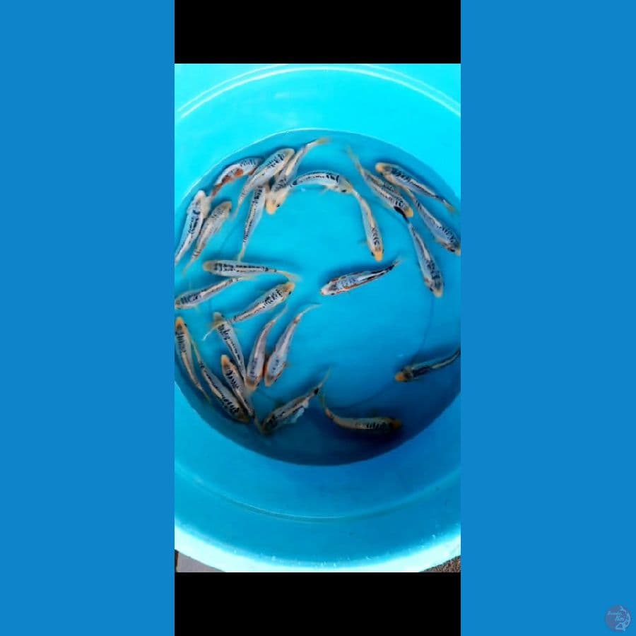 shusui size 15-17cm 26ekor
