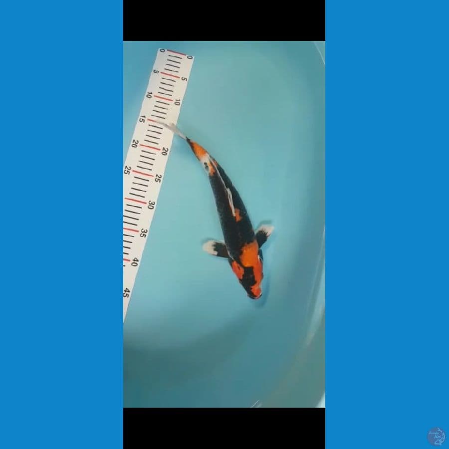 Koi Showa size 34cm