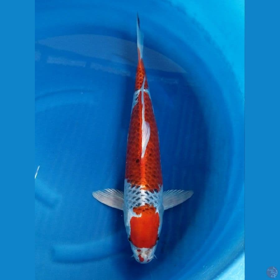RED KUJAKU 53 CM MALE