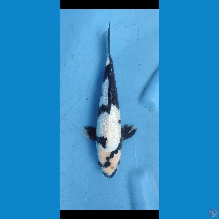 gindrin shiro 28 cm